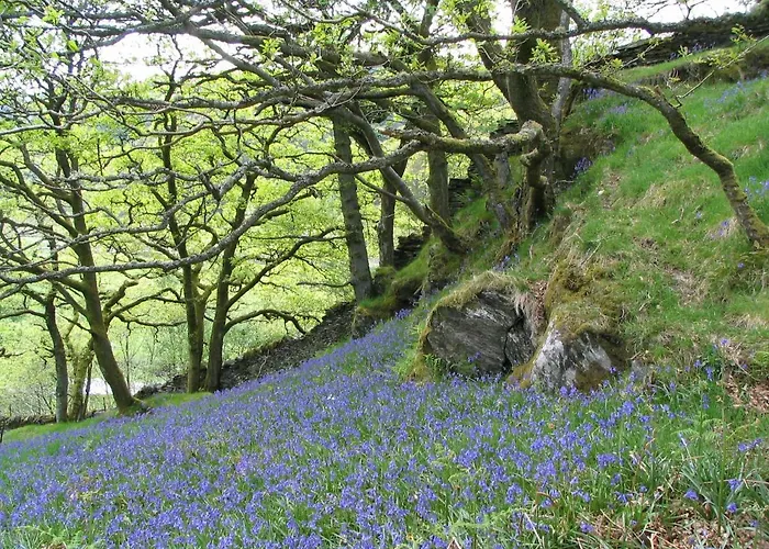 Dolmurgoch Snowdonia Cottage